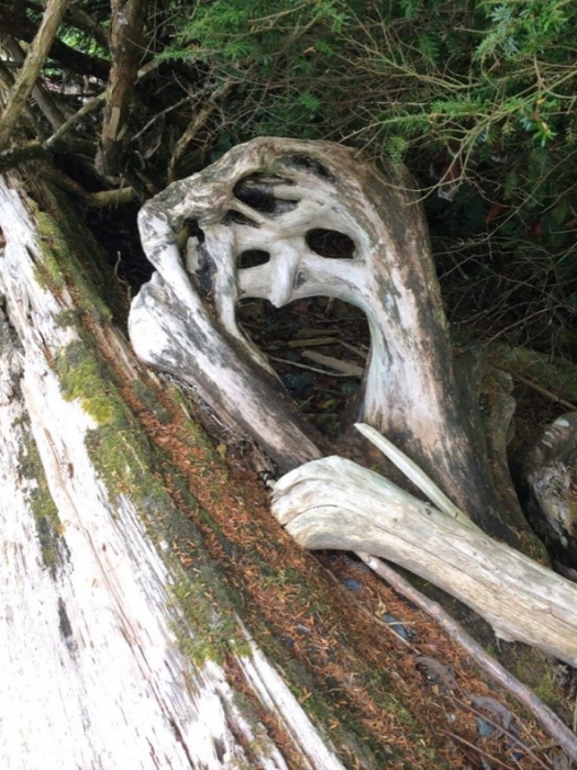 spooky_driftwood_malcolm_island
